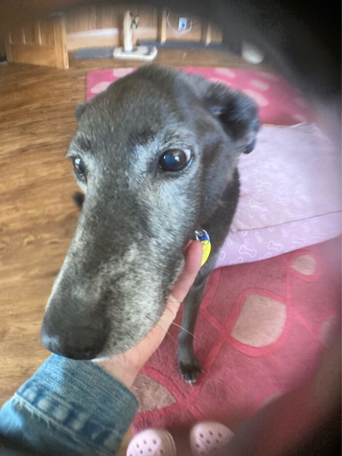 My Beautiful Girl Just Before She Died Aged 16.