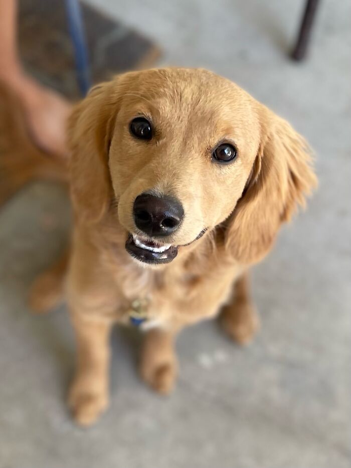 This Is Autumn, She Isn't Even My Dog But I Swear She's The Cutest Thing I've Ever Seen