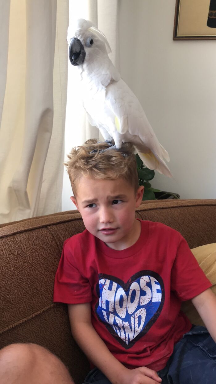 Mary Bird Perched On His Head And He Was Concerned.