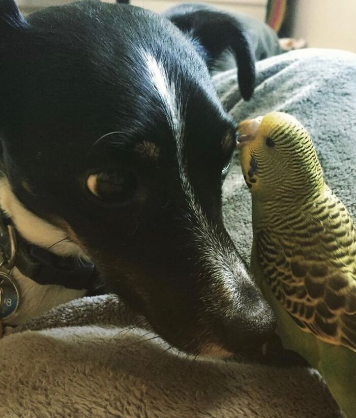 Does Bird And Dog Count?