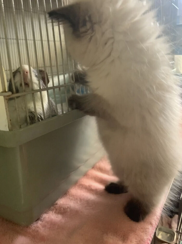 Kitten And Guinea Pig 