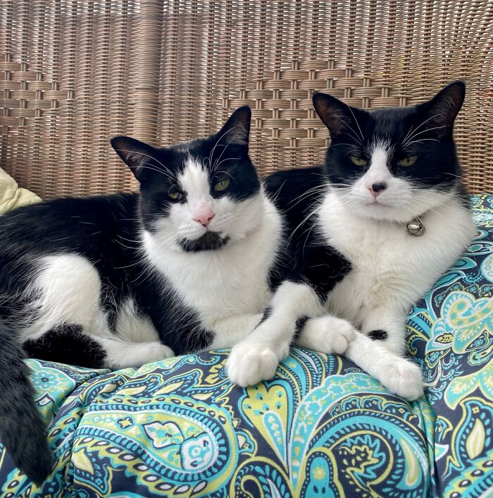 The Constant Look Of Disapproval