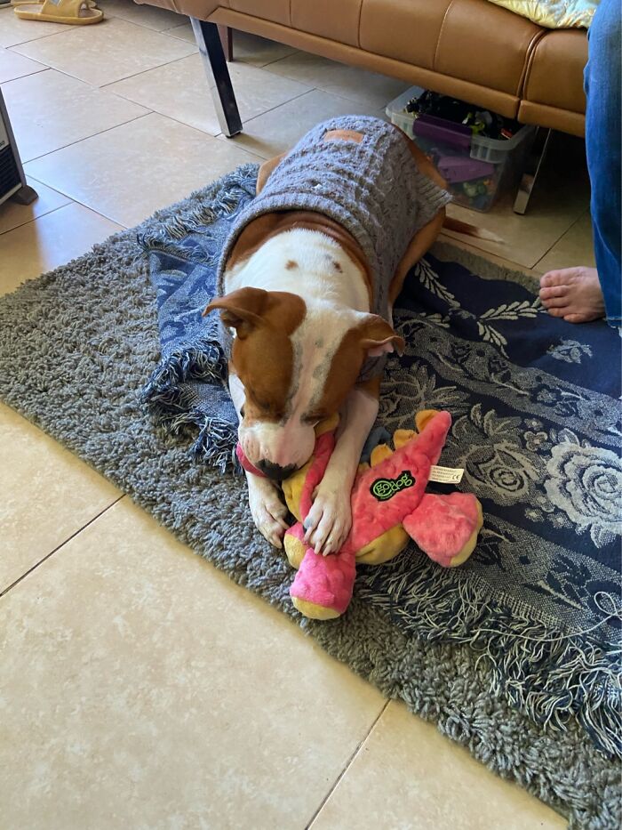 She Sleeps With Her Toy In Her Mouth Like A Baby With A Pacifier Lol