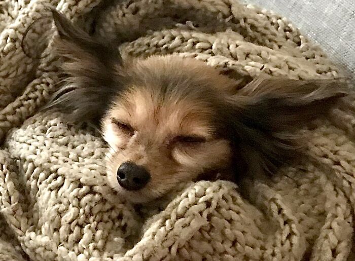 Dreaming About Han Solo