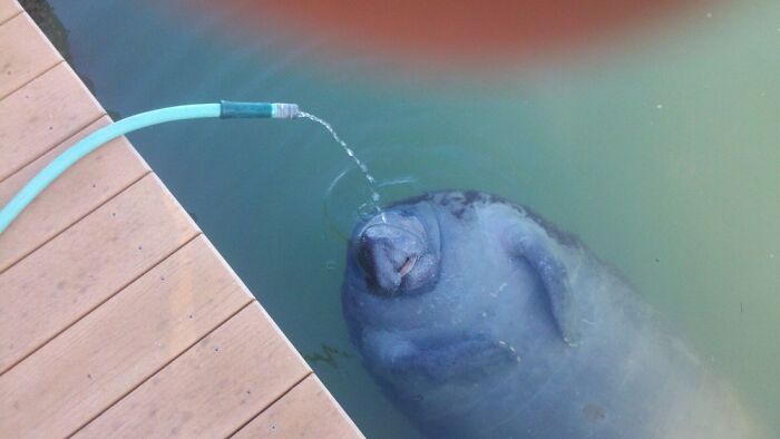 Washing Off The Kayak, And This Little Guy Stopped By For A Drink.