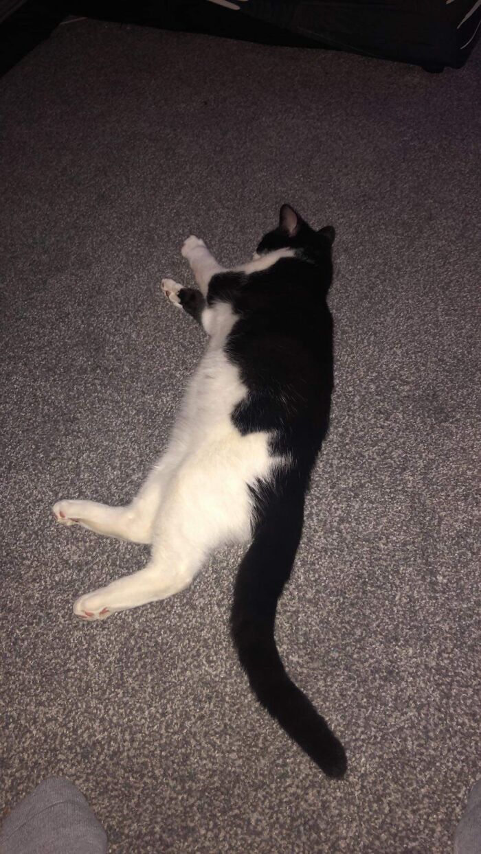 Barney. Favourite Place To Sleep... Middle Of The Living Room Floor.