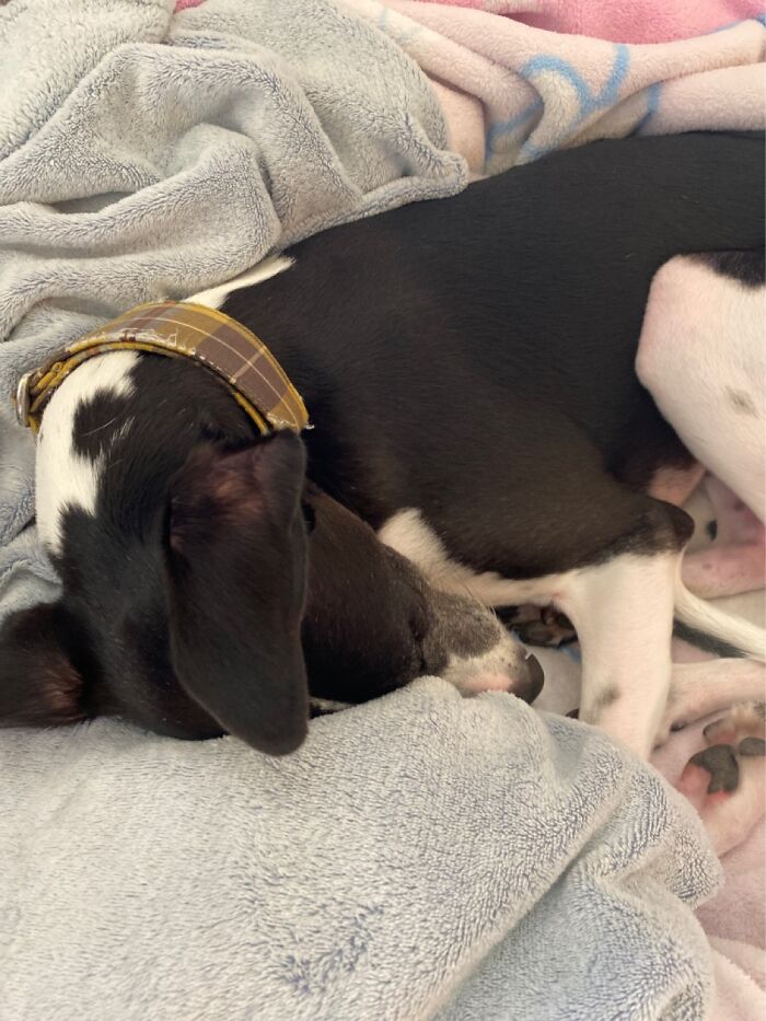 This Is Jasper And I Just Love Him!