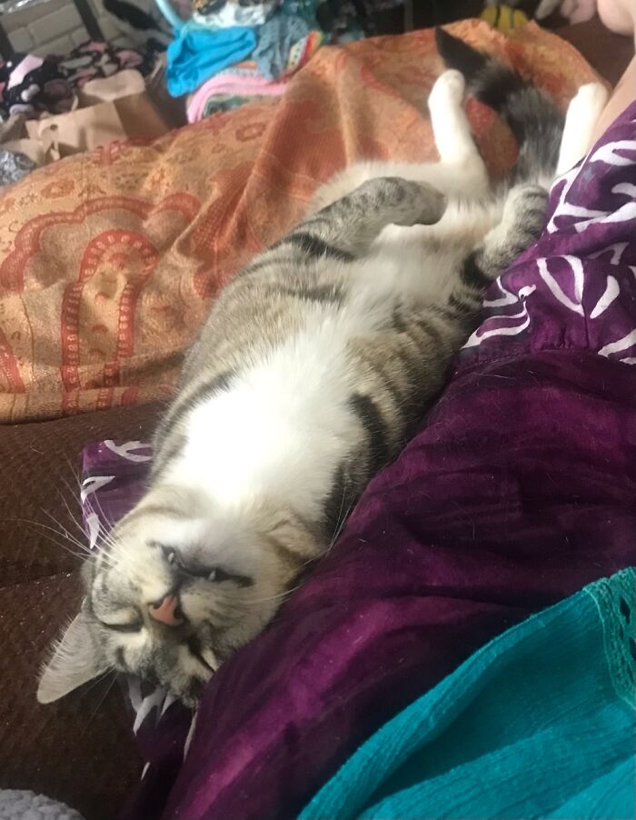 Lilliekoi Loves To Sleep On Her Back