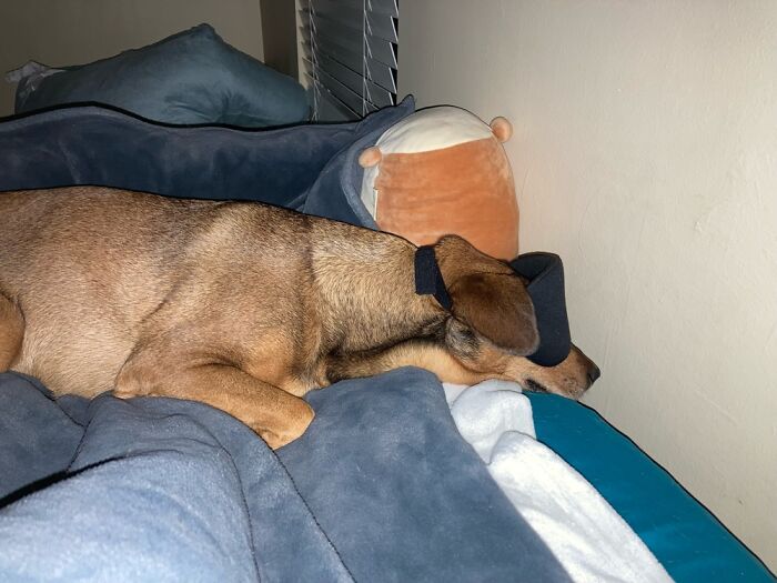 He Can’t Sleep Without The Eye Mask. Big Baby