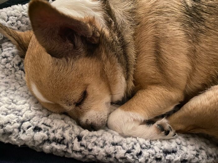 His Favorite Nap Spot