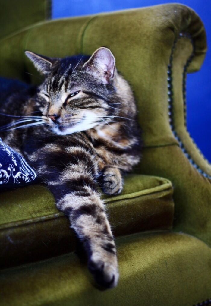 Tommi Was Good At Sleeping. Now He Sleeps Otrb. ❤️