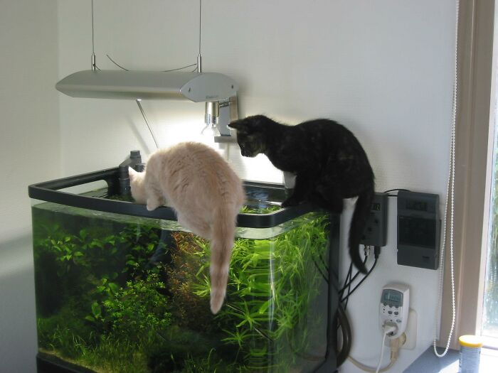 Drinking With Fish On The Side