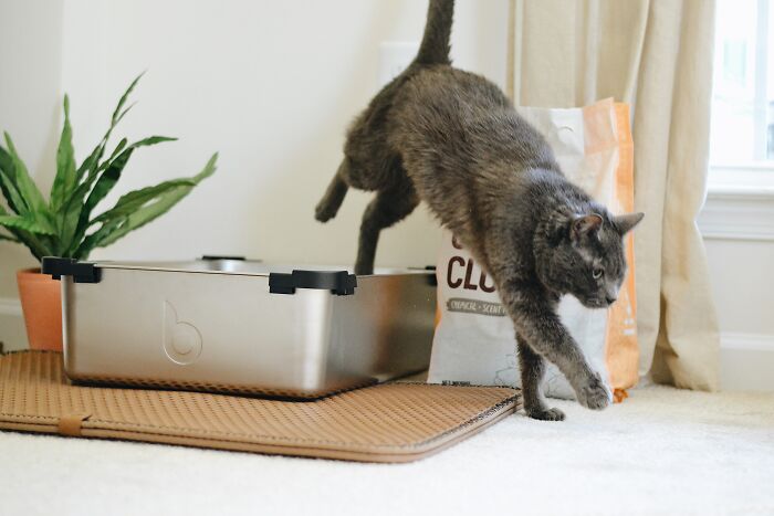Gray cat jumping off a pet feeding station near plant and bags inside a well-lit home interior.
