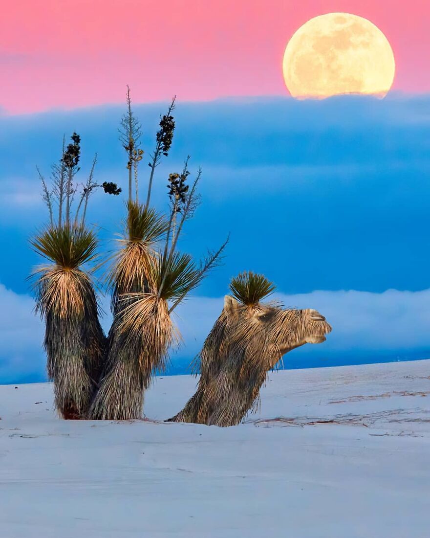 Photographic Project Merges Landscapes And Wild Animals Into Breathtaking Images (53 Pics)