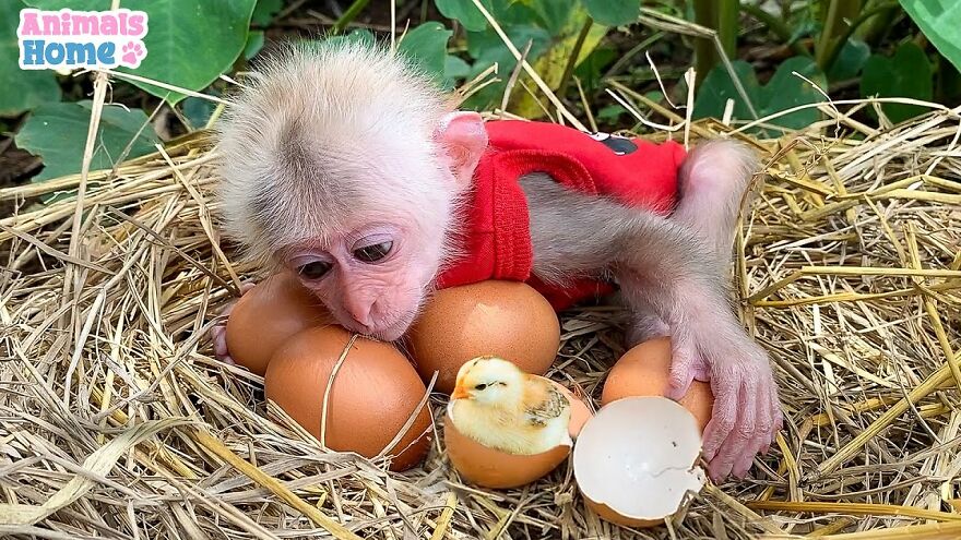 Meet Bibi, The Little Baby Monkey Who Befriends Any Animal