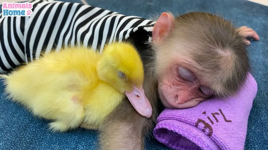 Meet Bibi, The Little Baby Monkey Who Befriends Any Animal