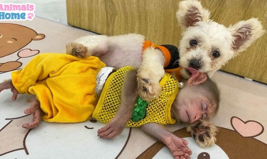 Meet Bibi, The Little Baby Monkey Who Befriends Any Animal