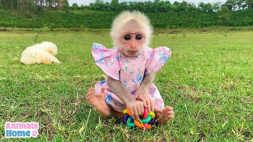 Meet Bibi, The Little Baby Monkey Who Befriends Any Animal