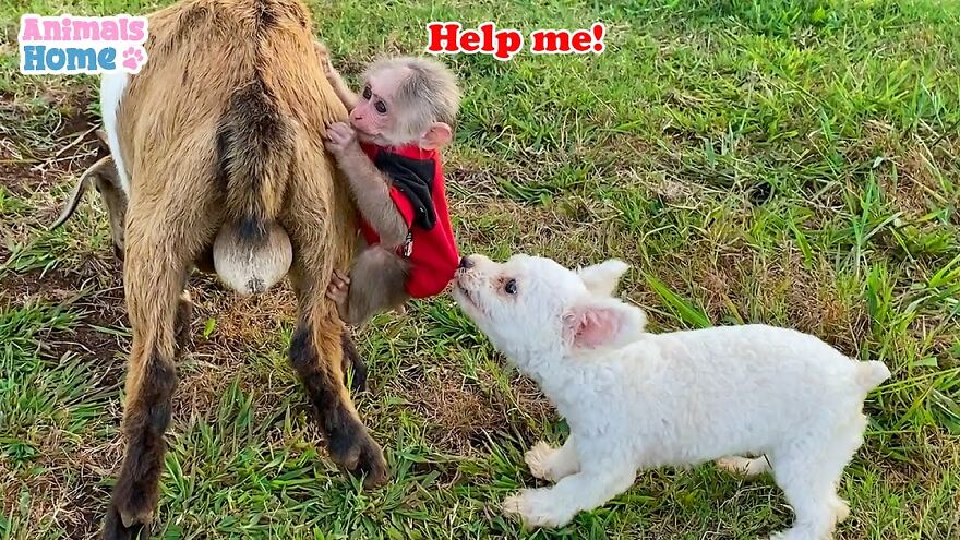 Meet Bibi, The Little Baby Monkey Who Befriends Any Animal