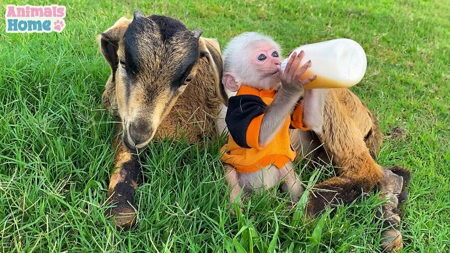 Meet Bibi, The Little Baby Monkey Who Befriends Any Animal