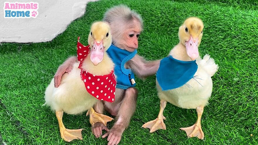 Meet Bibi, The Little Baby Monkey Who Befriends Any Animal