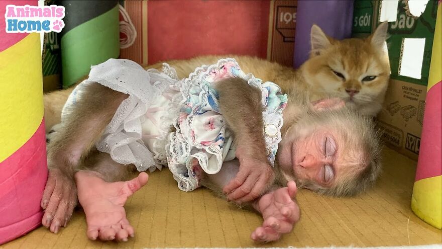 Meet Bibi, The Little Baby Monkey Who Befriends Any Animal