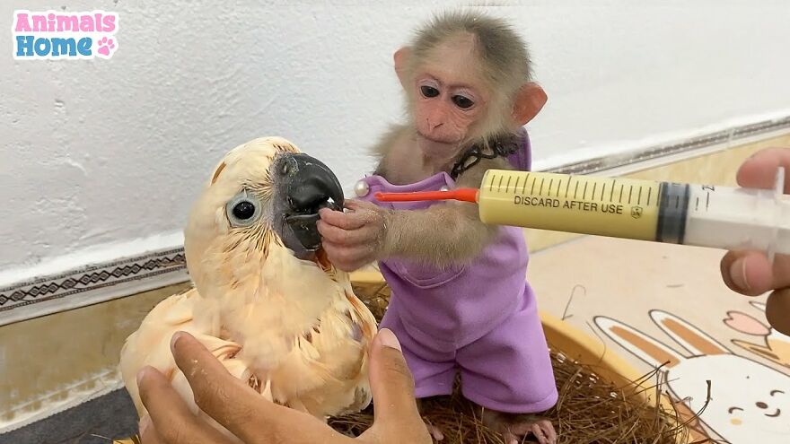 Meet Bibi, The Little Baby Monkey Who Befriends Any Animal