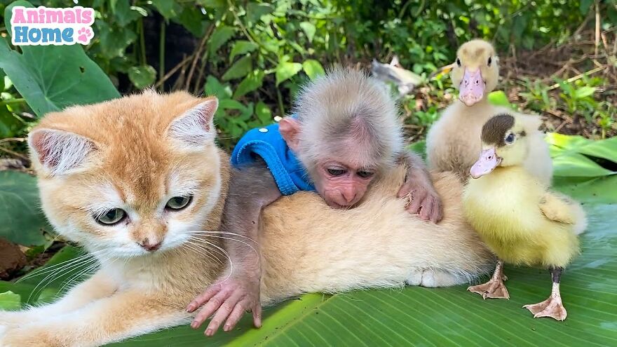 Meet Bibi, The Little Baby Monkey Who Befriends Any Animal
