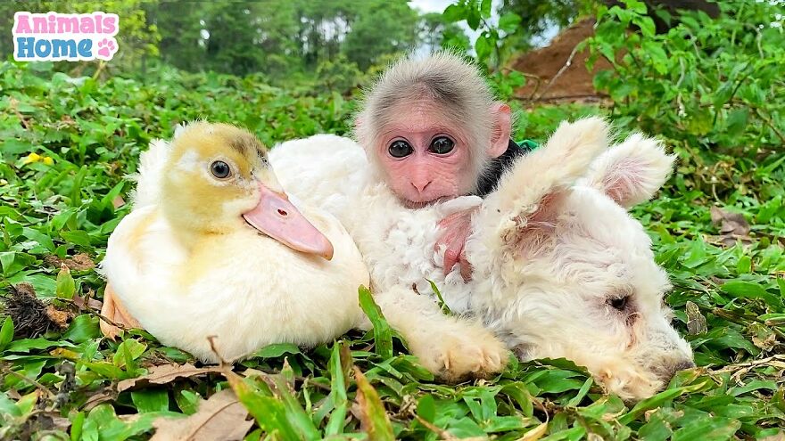 Meet Bibi, The Little Baby Monkey Who Befriends Any Animal