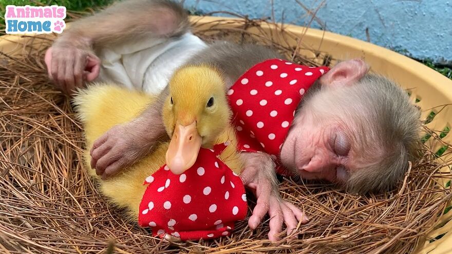 Meet Bibi, The Little Baby Monkey Who Befriends Any Animal