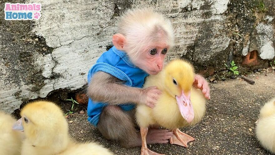 Meet Bibi, The Little Baby Monkey Who Befriends Any Animal