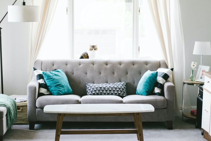 Bright living room with gray sofa, teal pillows, wooden coffee table, and a cat sitting on the window sill behind the couch.