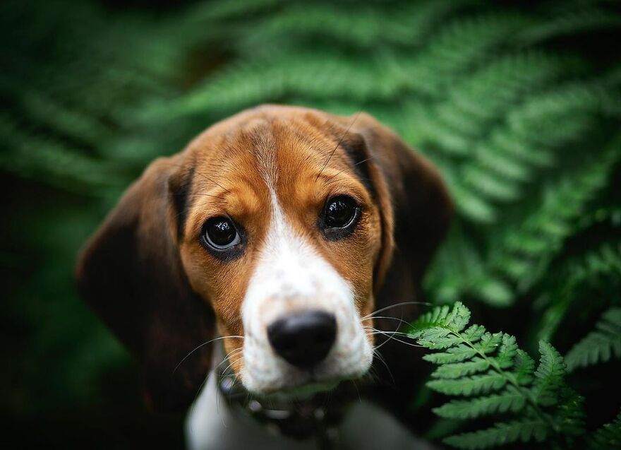 My Most Popular Pics Since I Started Dog Photography