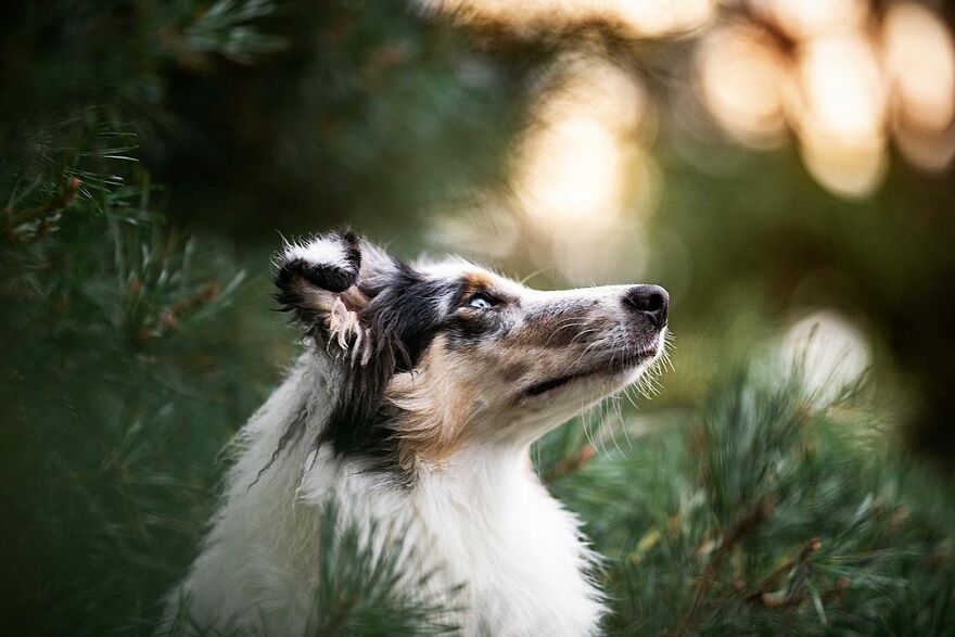 My Most Popular Pics Since I Started Dog Photography