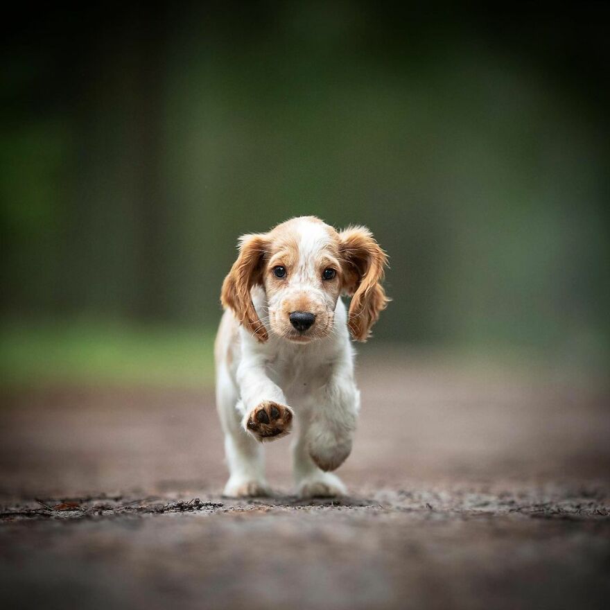 My Most Popular Pics Since I Started Dog Photography