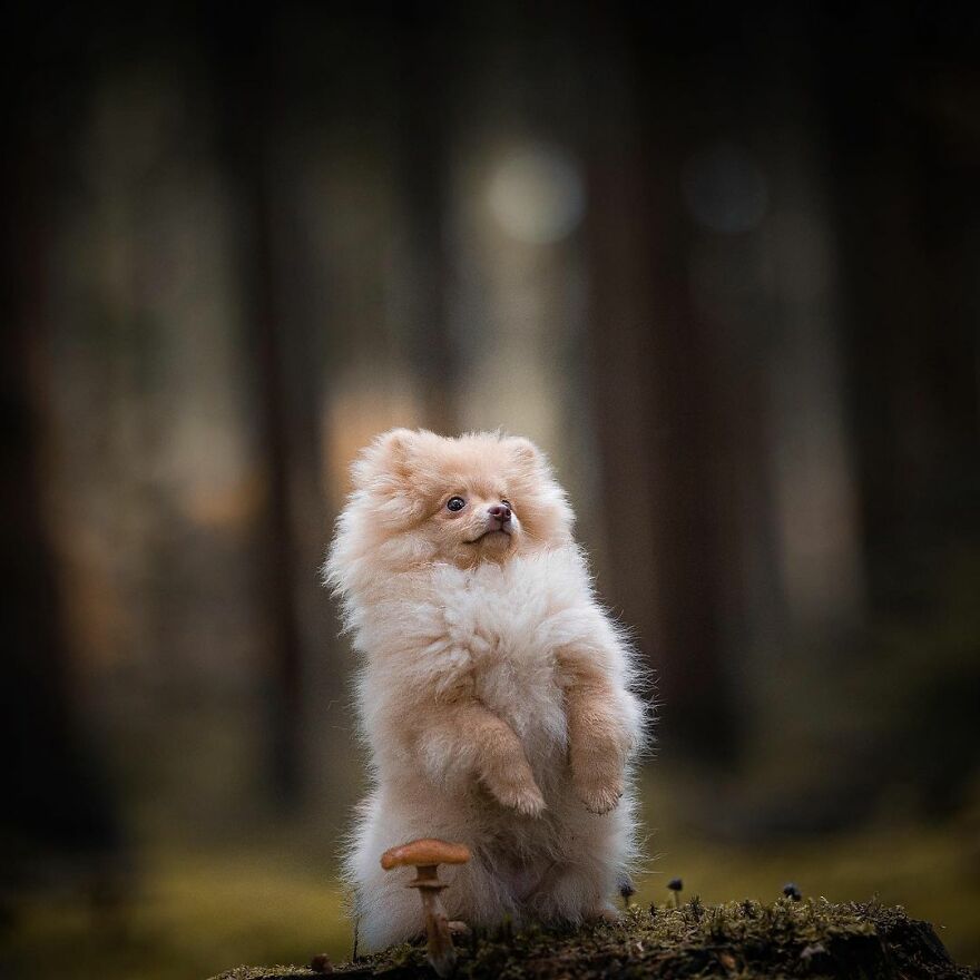 My Most Popular Pics Since I Started Dog Photography