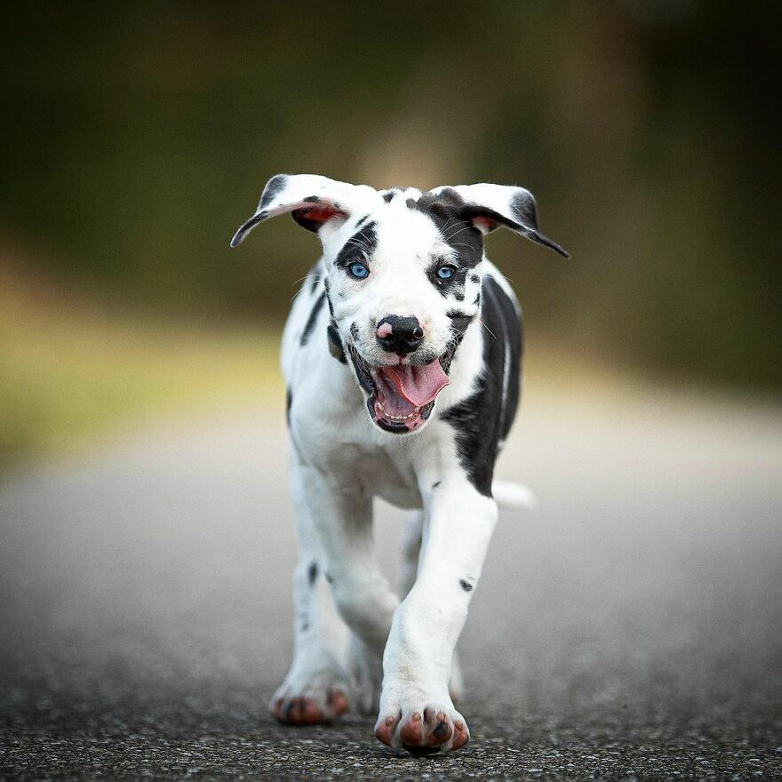 My Most Popular Pics Since I Started Dog Photography