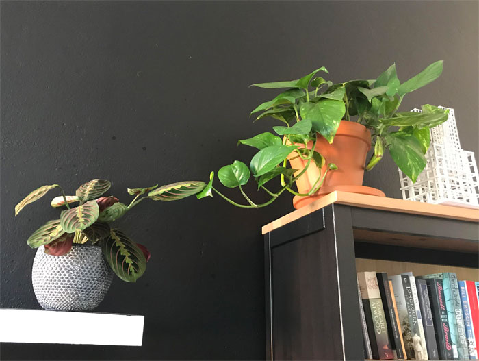 The Creation Of Adam, Michelangelo, C. 1508-1512