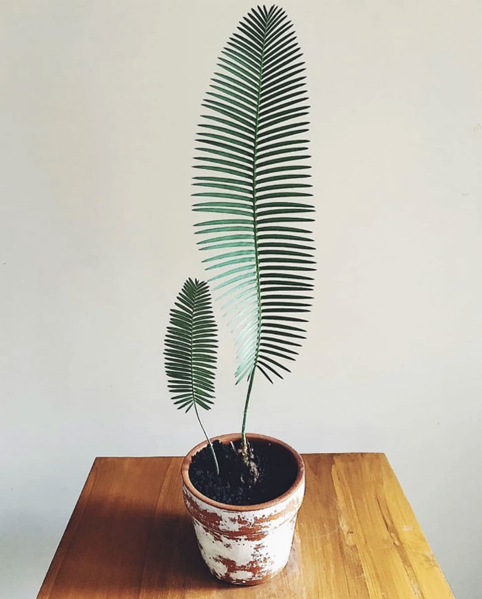 Look At This Magnificent Dioon Edule! Dioon’s Are Among The Oldest Seed Plants And Even Pre-Date The Dinosaurs!