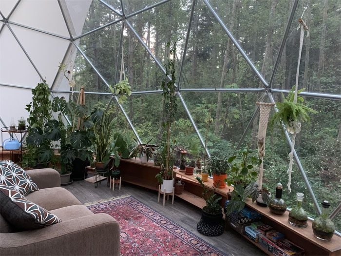 Plants Getting Settled Into Their New Home