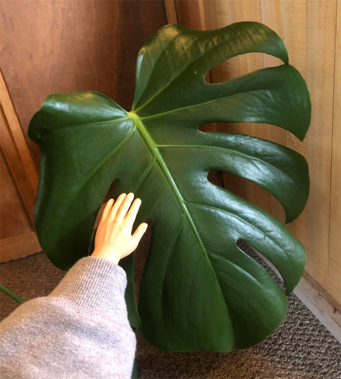 Look How Large My Monstera Leaf Has Grown!