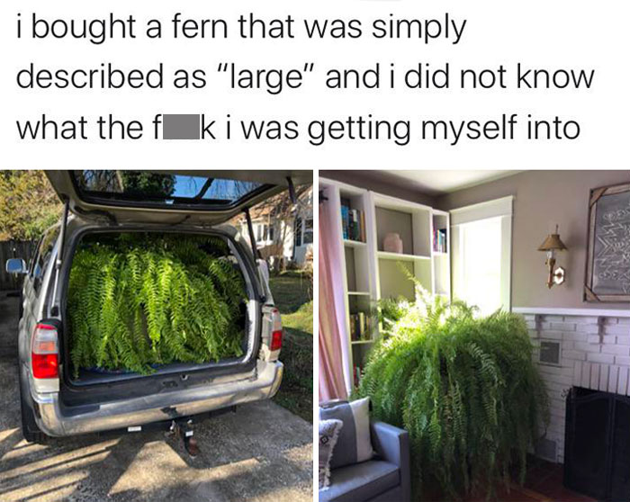 I Desperately Want This Fern