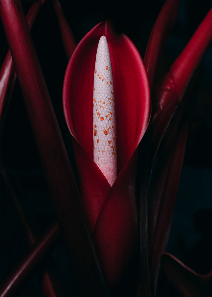 My Fiance Asked Me To Take Photos Of Her Philodendron Prince Of Orange Blooming