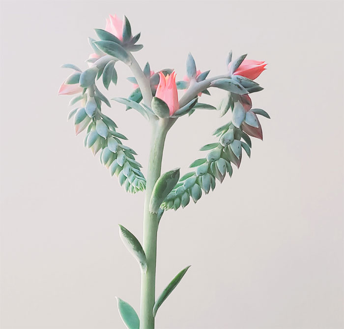 My Echeveria Showing Me Some Love With Its Blooms!