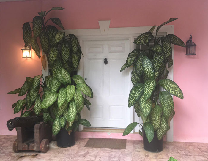 My Late Mother’s Dumbcanes. Nassau, Bahamas.