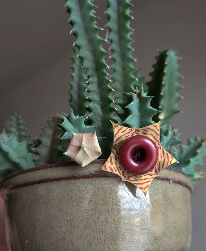 I Literally Jumped Up And Down Shouting At My Boyfriend To Get My Phone When I Saw My Huernia Zebrina Had Bloomed