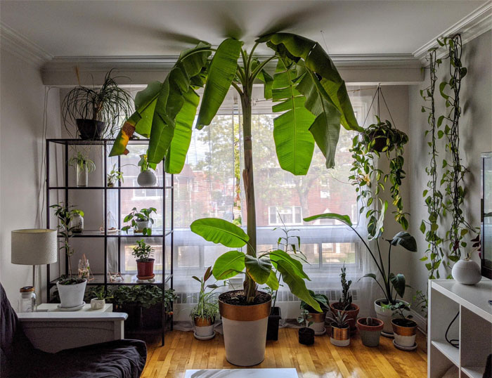 I Wish I Had Higher Ceiling For My Banana Tree