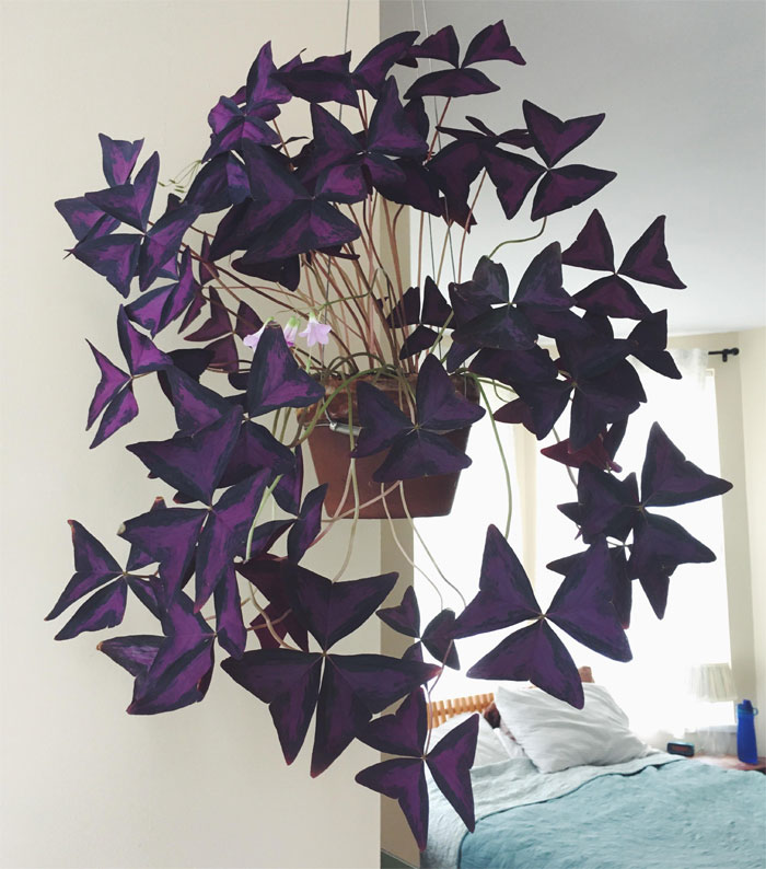 I Inherited This Oxalis After My Plant Loving Grandfather Passed. It Was In Such Rough Shape That All Growth Had To Be Removed. Now It’s Huge And Flowering 💜