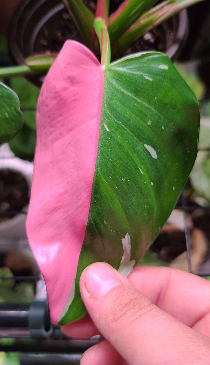 A Surprise From My White Princess