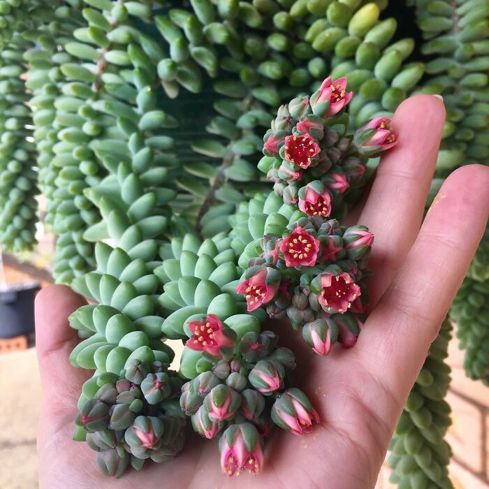 Blooming Burro's Tail